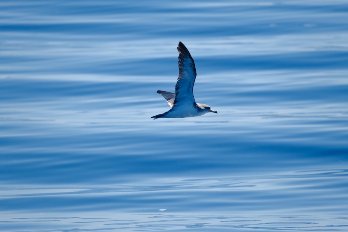 Cory's Shearwater - ML643109855