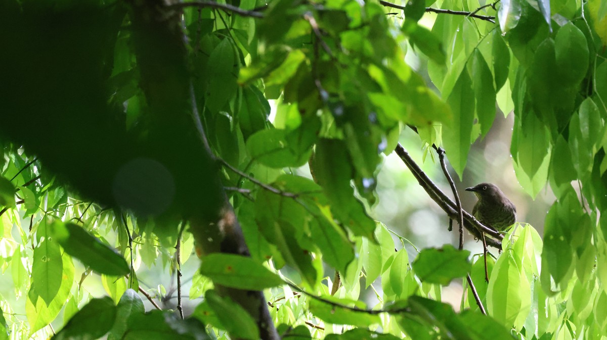 Scaly-breasted Thrasher - ML643109860