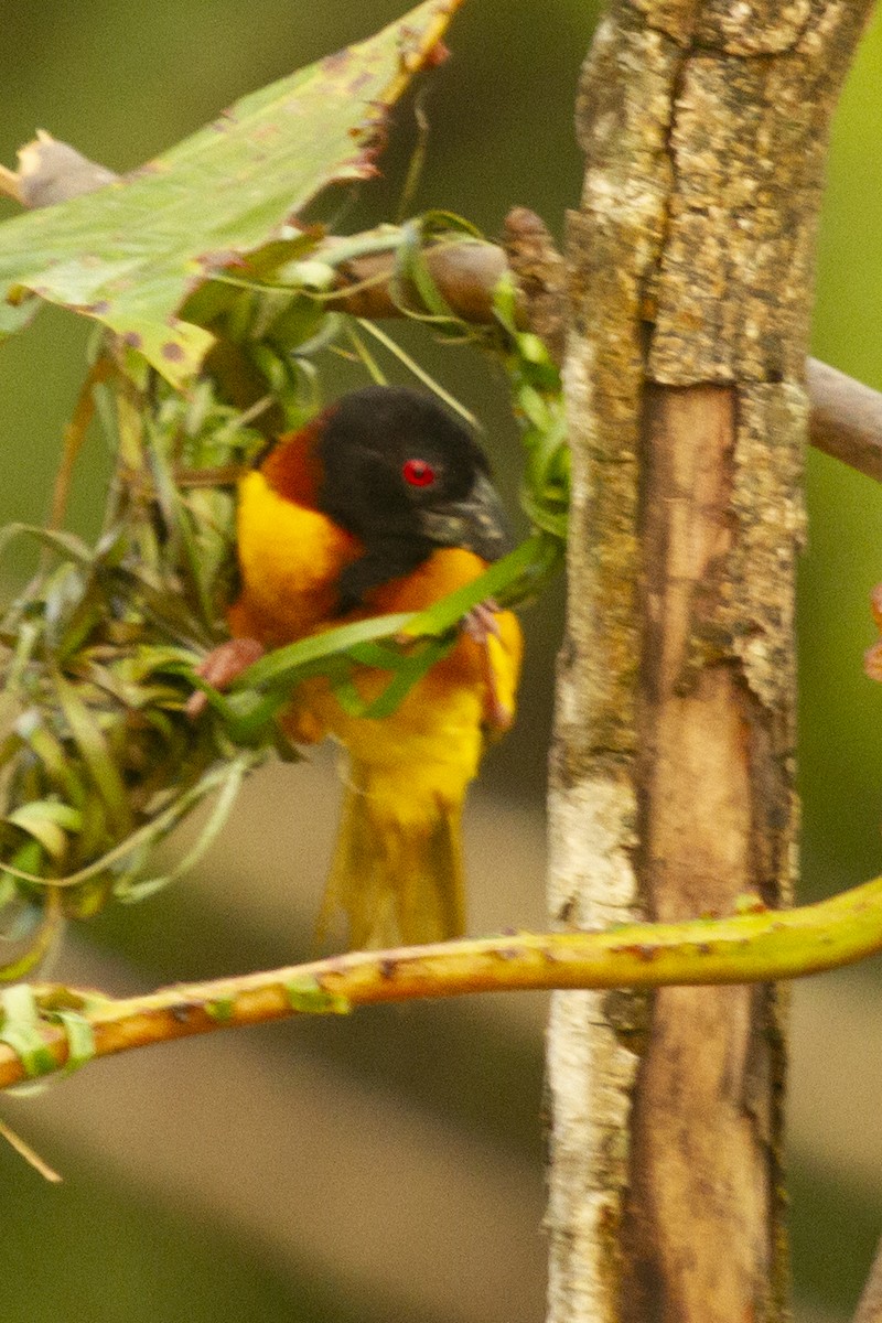 Village Weaver (Black-headed) - ML643109875