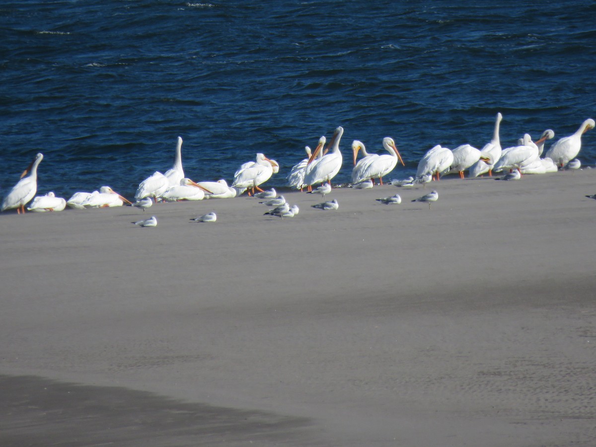 American White Pelican - ML643109876