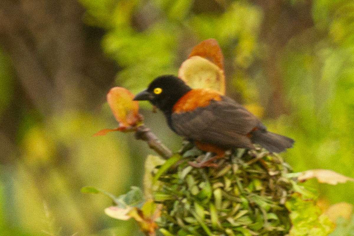 Chestnut-and-black Weaver - ML643109877