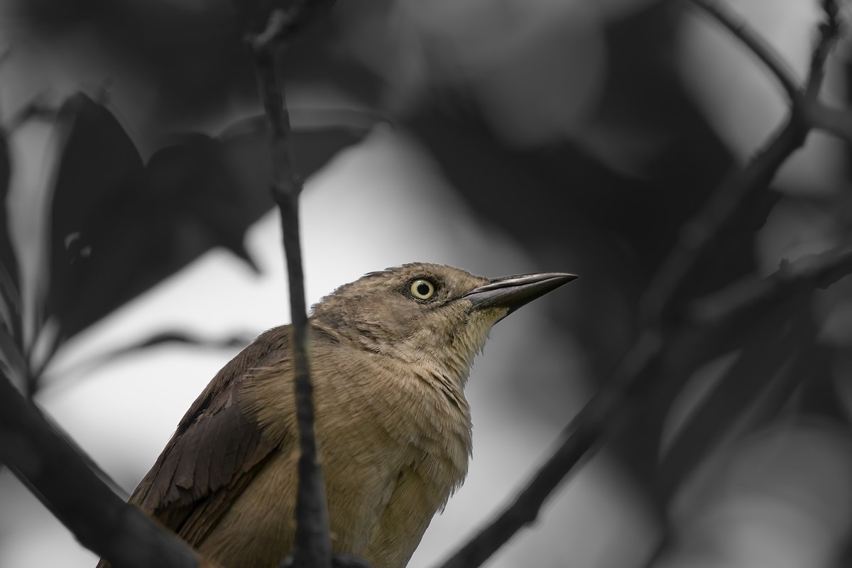 Carib Grackle - ML643109886