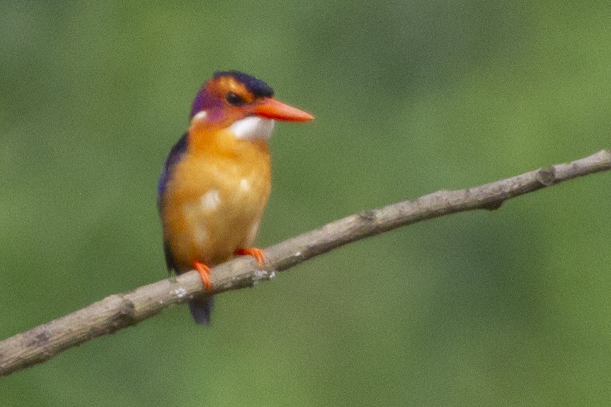 African Pygmy Kingfisher - ML643109890