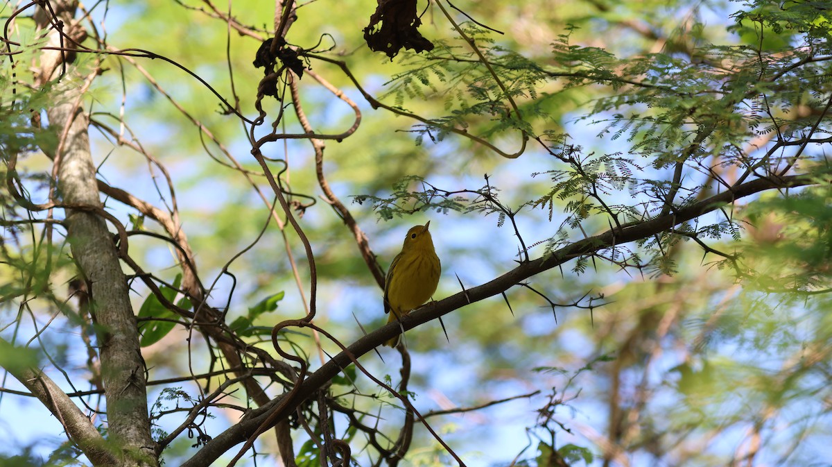 Mangrove Yellow Warbler - ML643109891