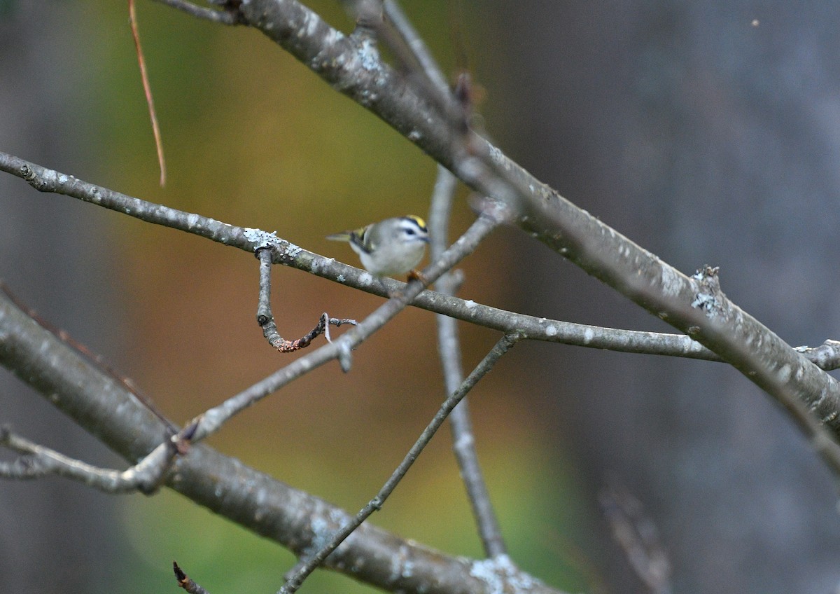 Golden-crowned Kinglet - ML643109893