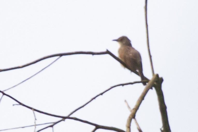 Whistling Cisticola - ML643109896