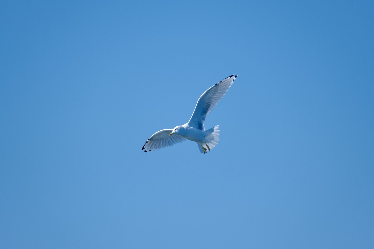 Ring-billed Gull - ML643109908