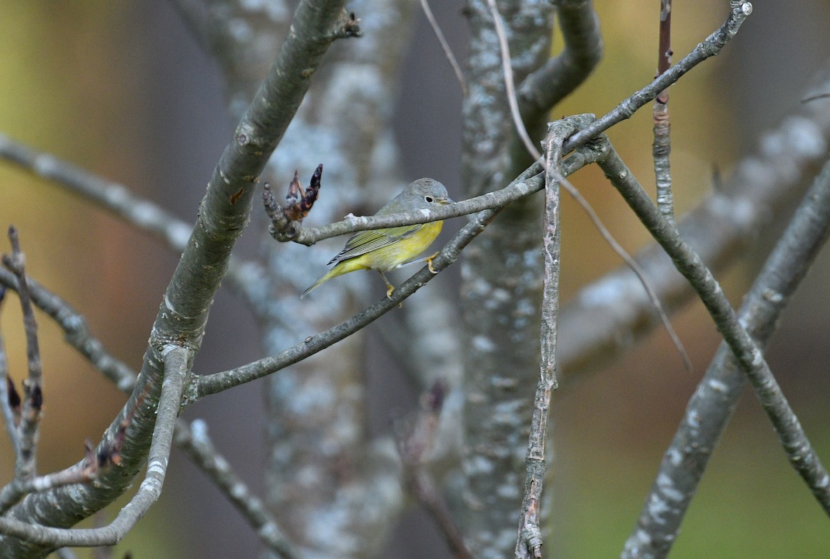 Nashville Warbler - ML643109925