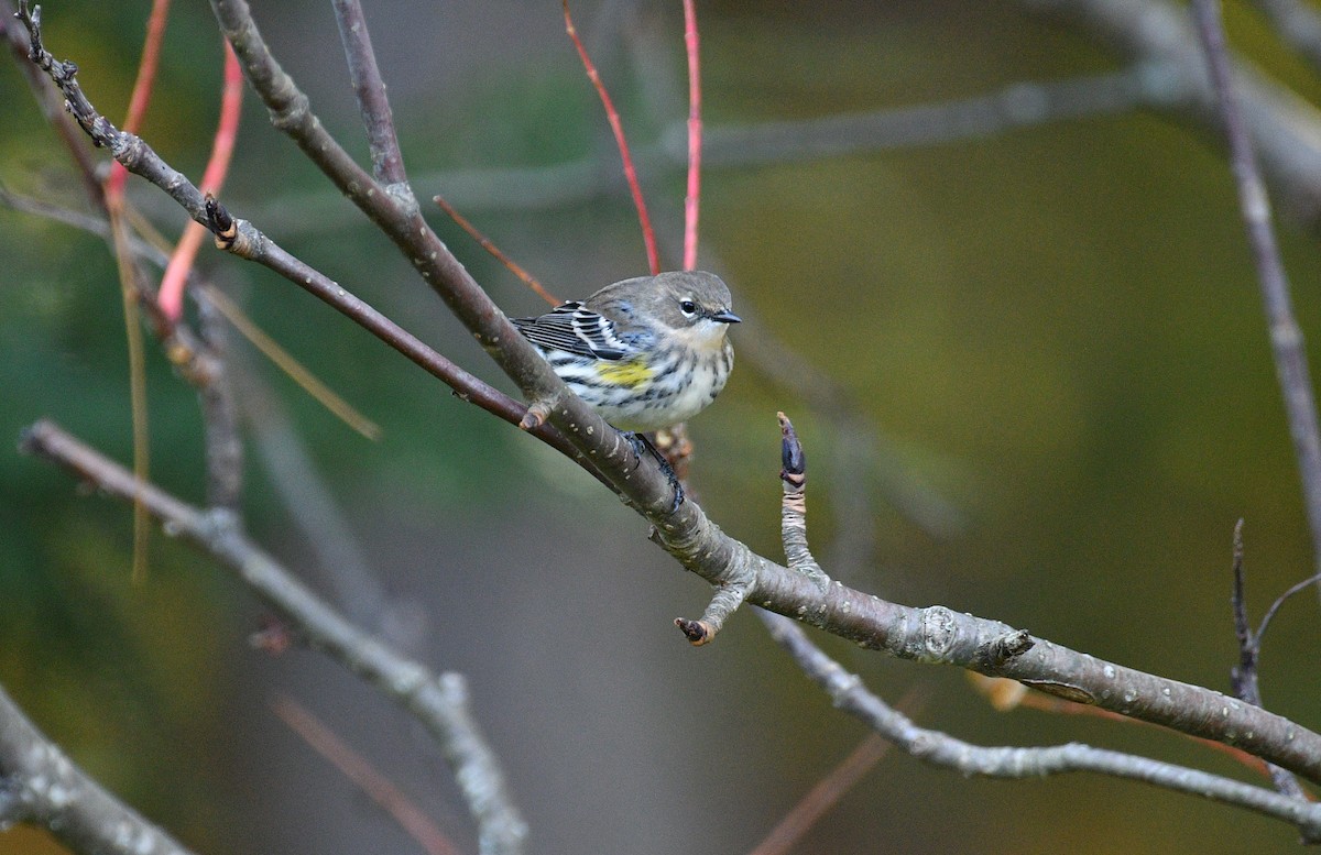 Yellow-rumped Warbler - ML643109932