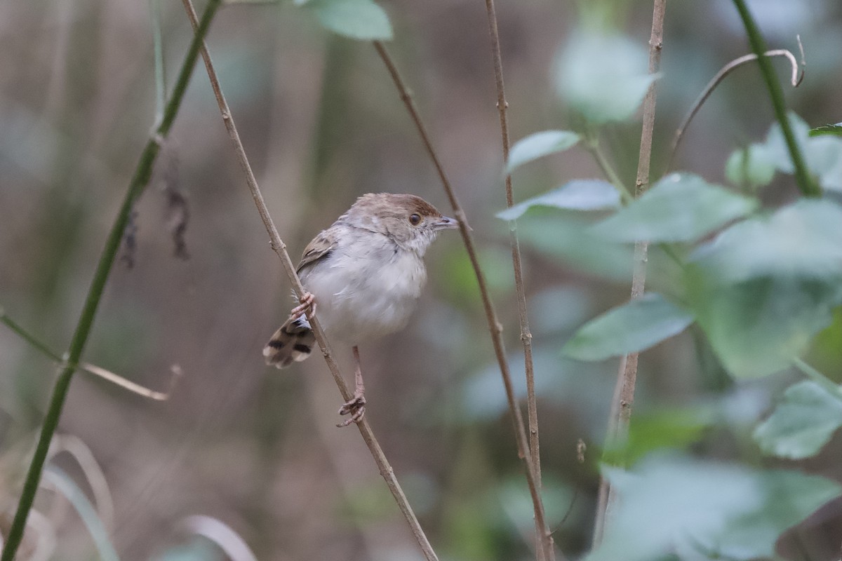 Rattling Cisticola - ML643109933