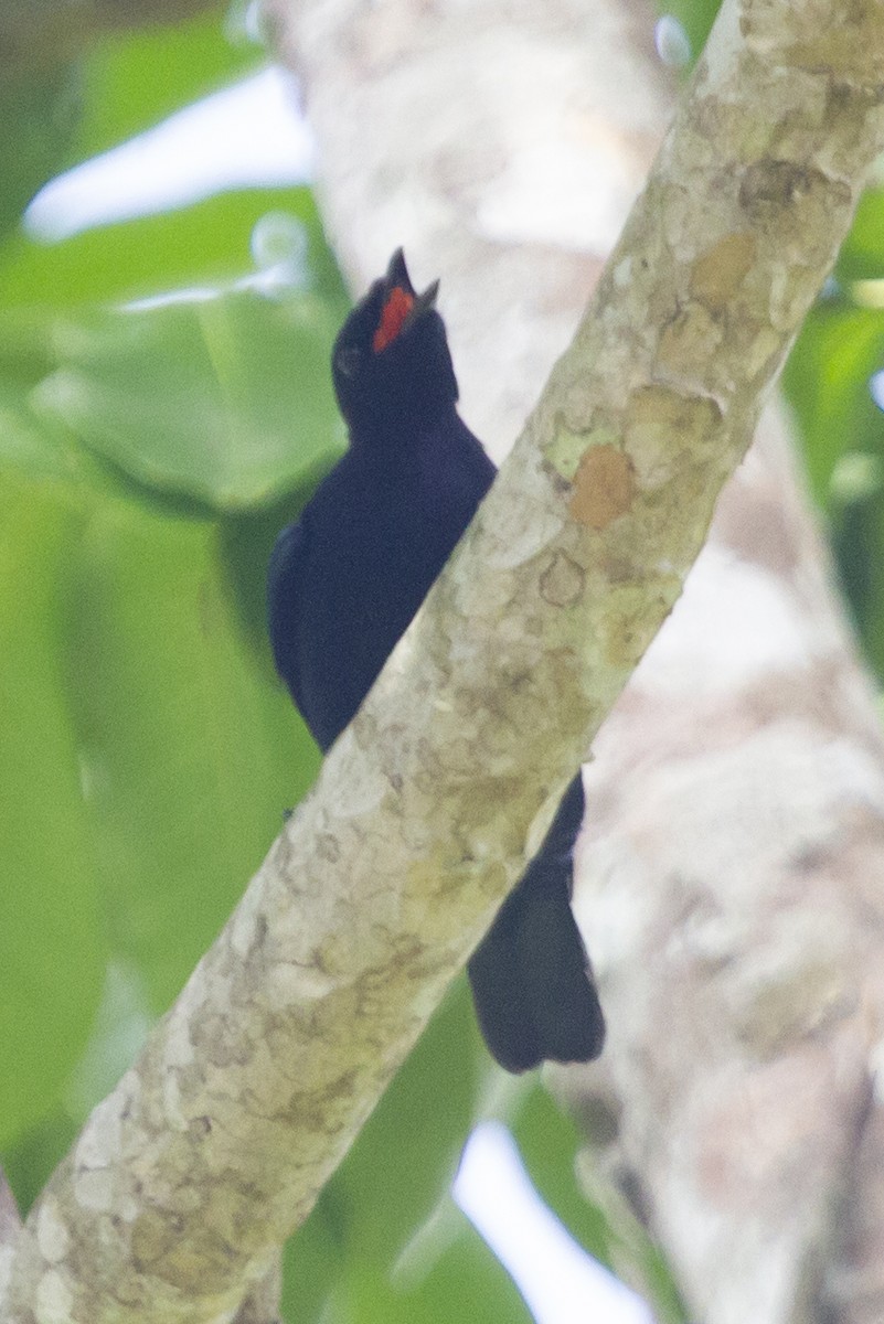 Purple-throated Cuckooshrike - ML643109936