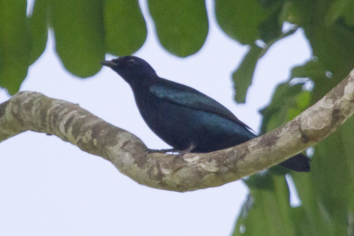 Purple-throated Cuckooshrike - ML643109937