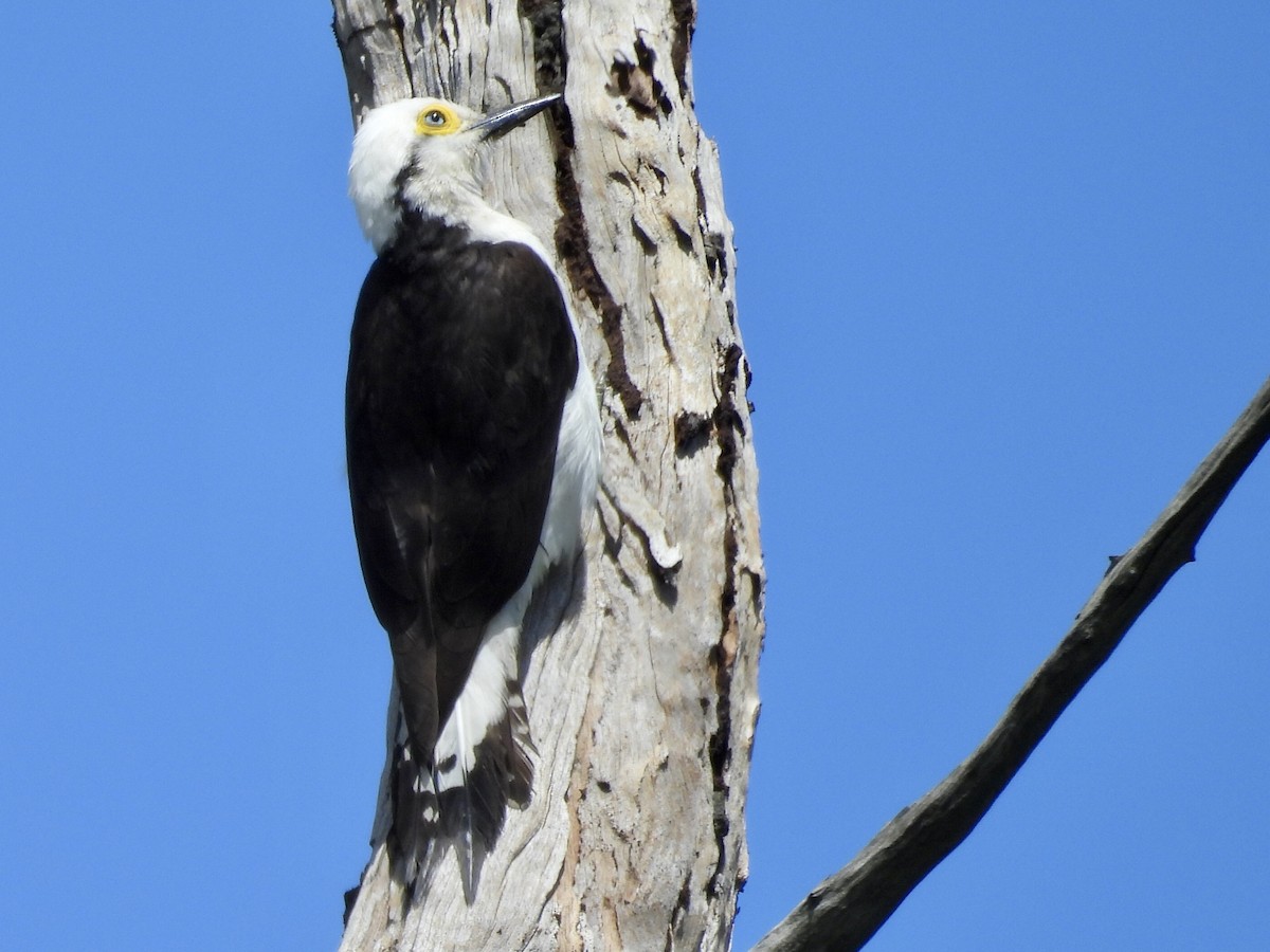 White Woodpecker - ML643109952