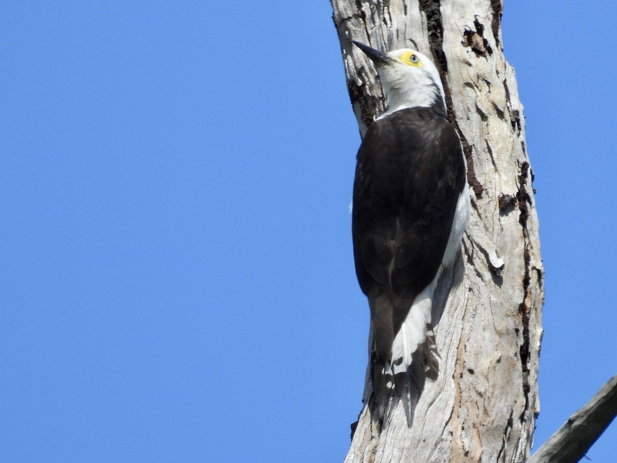White Woodpecker - ML643109953