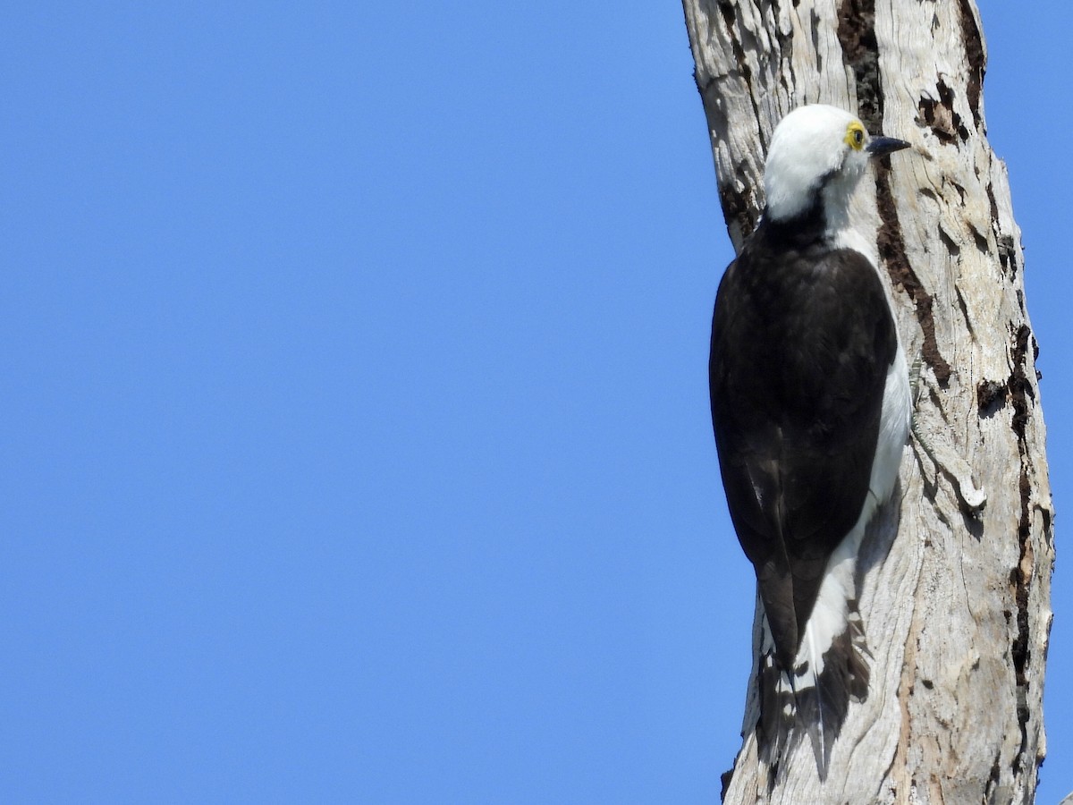 White Woodpecker - ML643109954