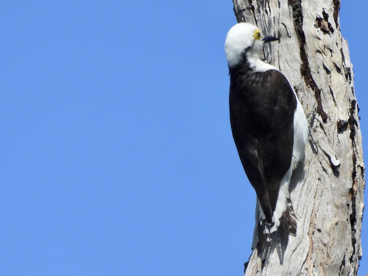 White Woodpecker - ML643109955