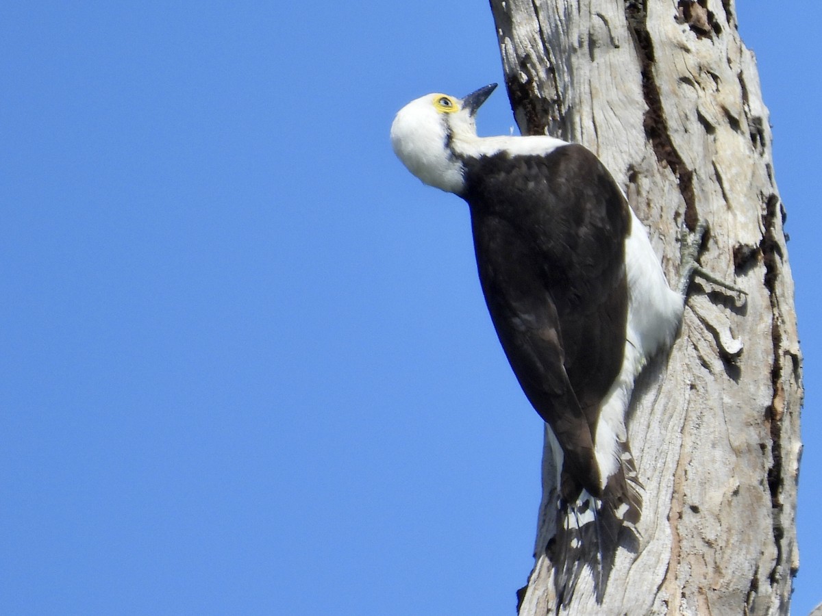 White Woodpecker - ML643109956