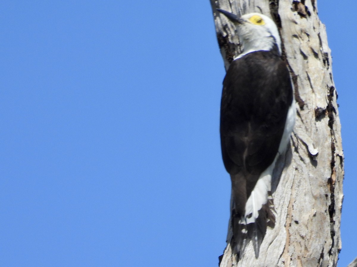 White Woodpecker - ML643109957