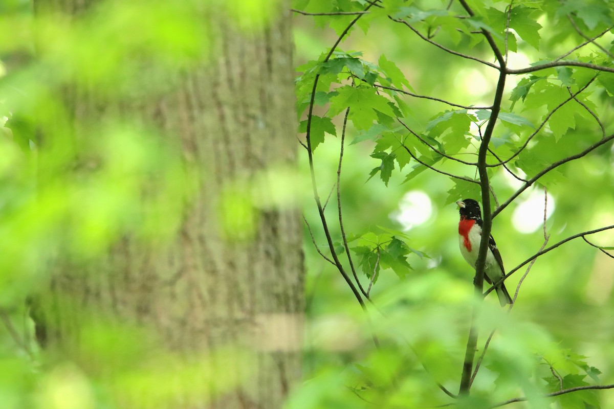 Rose-breasted Grosbeak - ML643109958