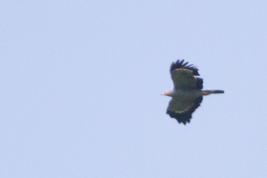 African Harrier-Hawk - ML643109961