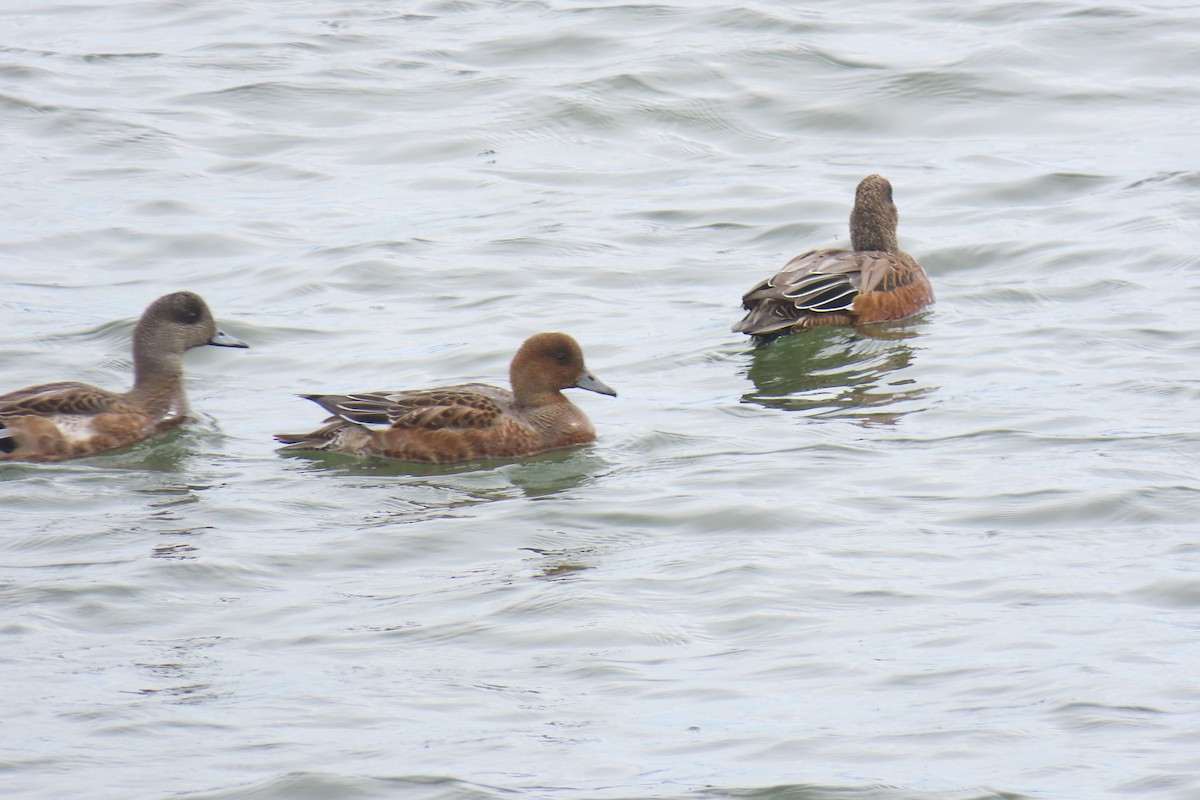 Eurasian Wigeon - ML643109964