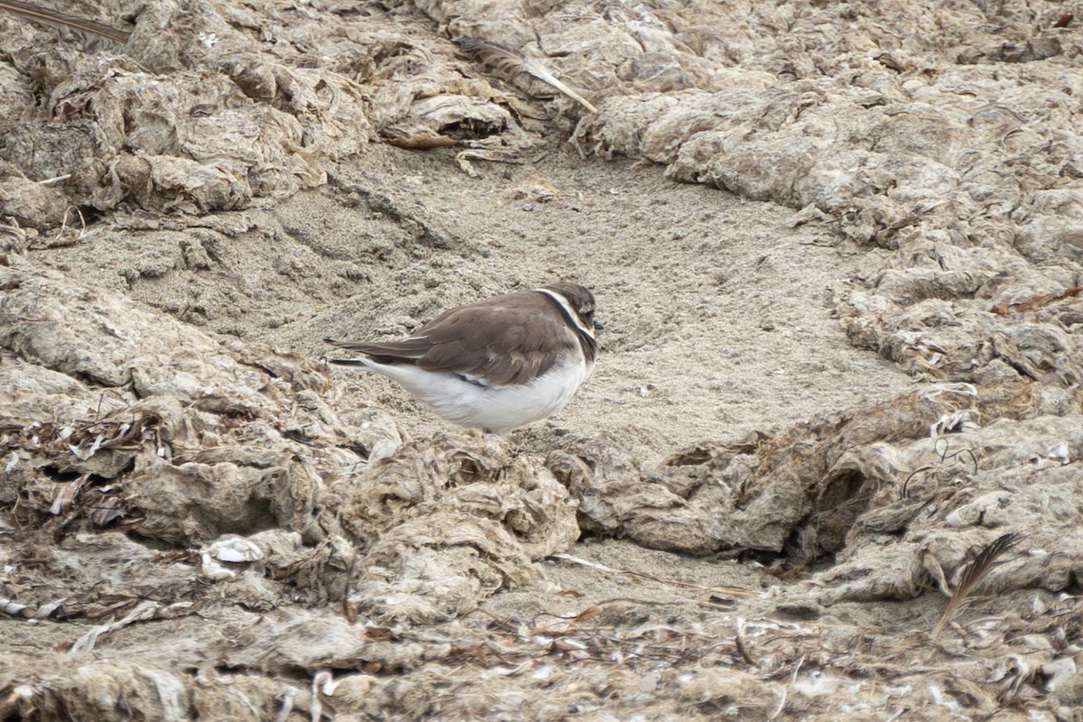 Common Ringed Plover - ML643109971