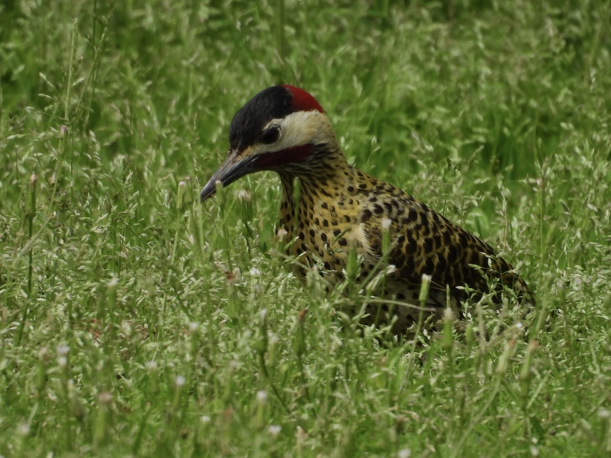 Green-barred Woodpecker - ML643109972