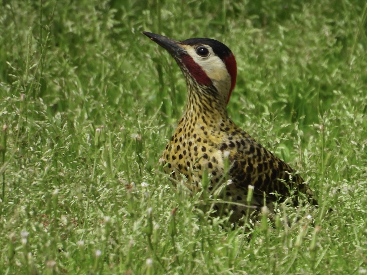 Green-barred Woodpecker - ML643109973
