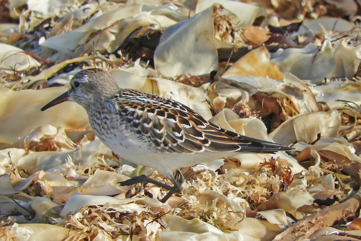 White-rumped Sandpiper - ML643109978