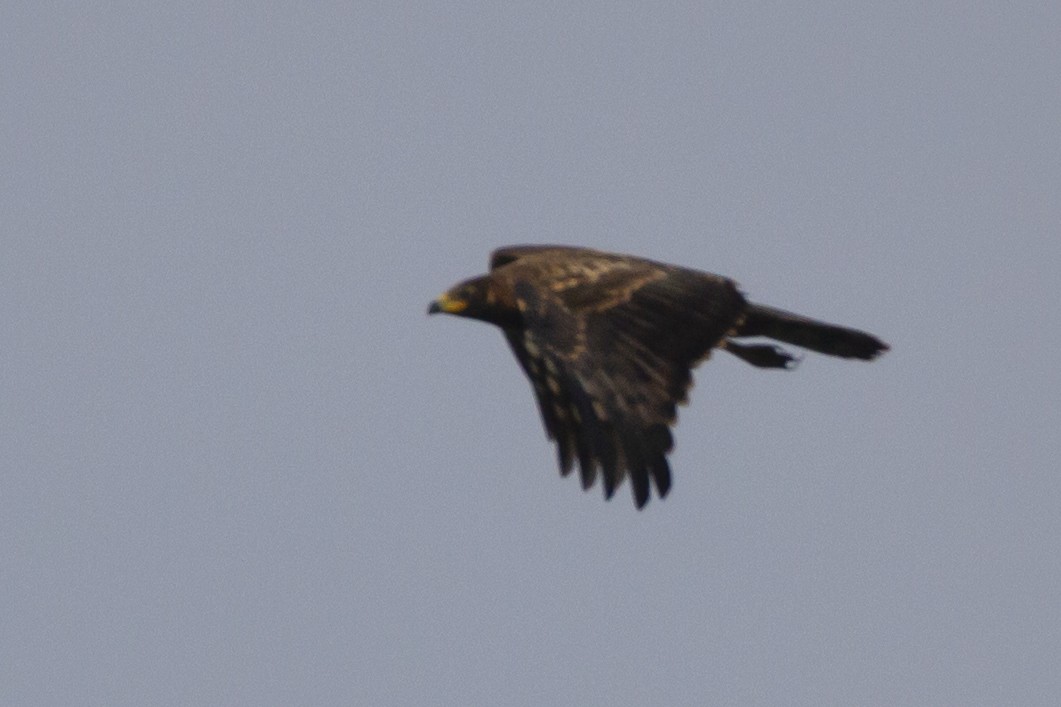 European Honey-buzzard - ML643109981