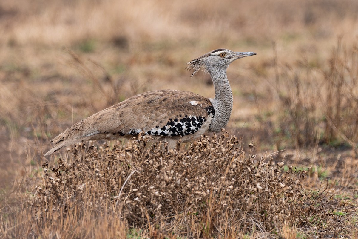 Kori Bustard - ML643109986