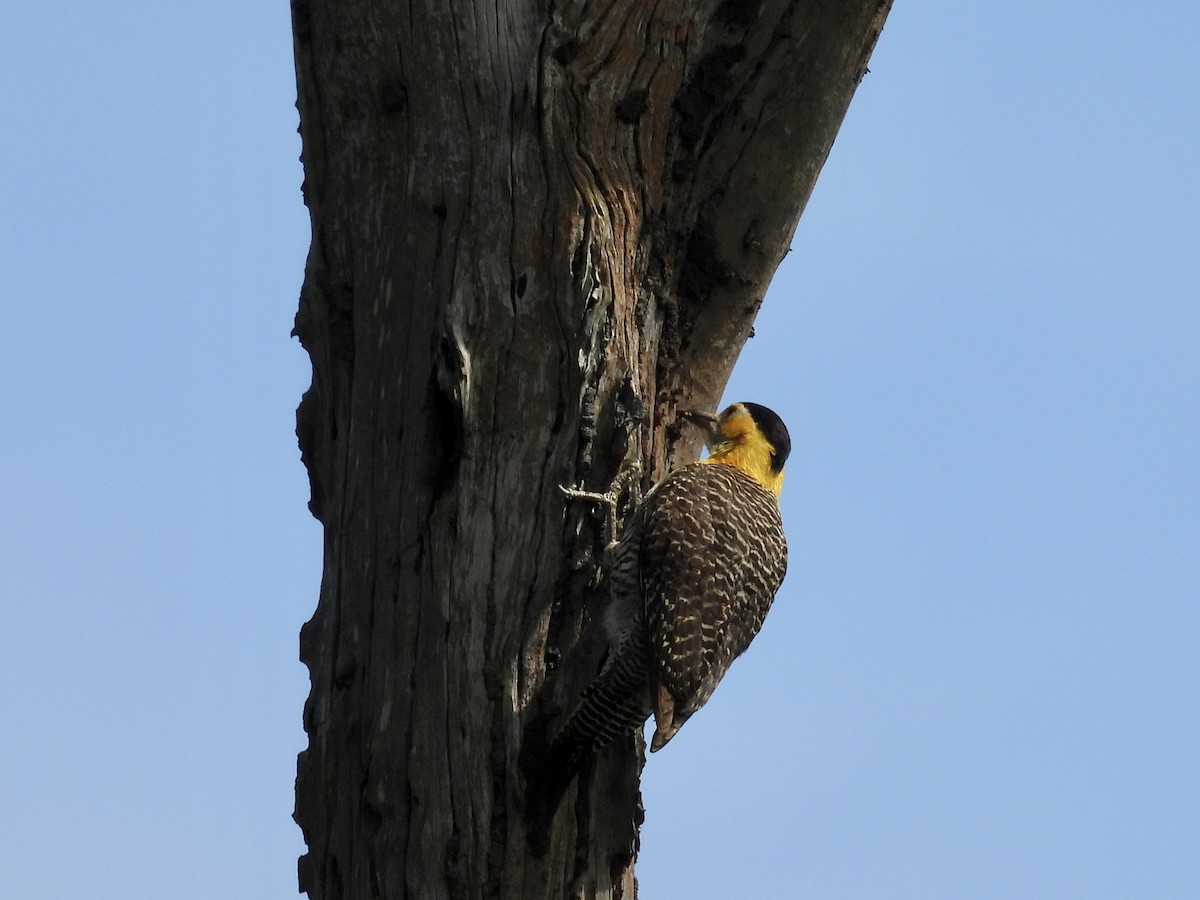 Campo Flicker (Field) - ML643109989