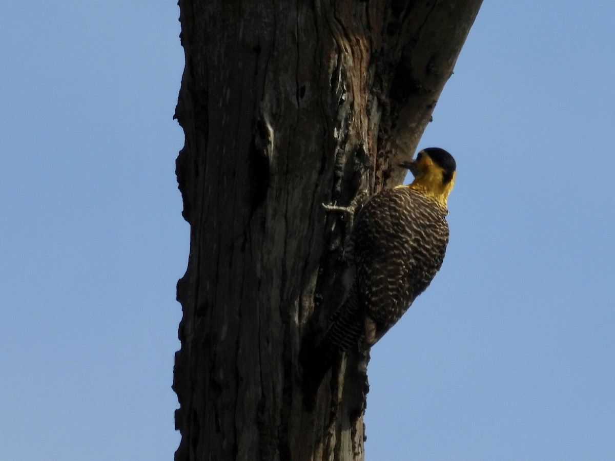 Campo Flicker (Field) - ML643109990
