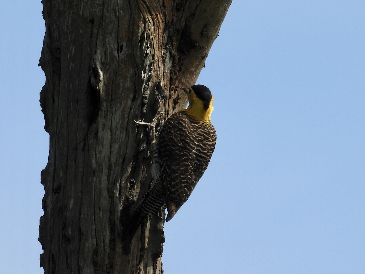 Campo Flicker (Field) - ML643109991