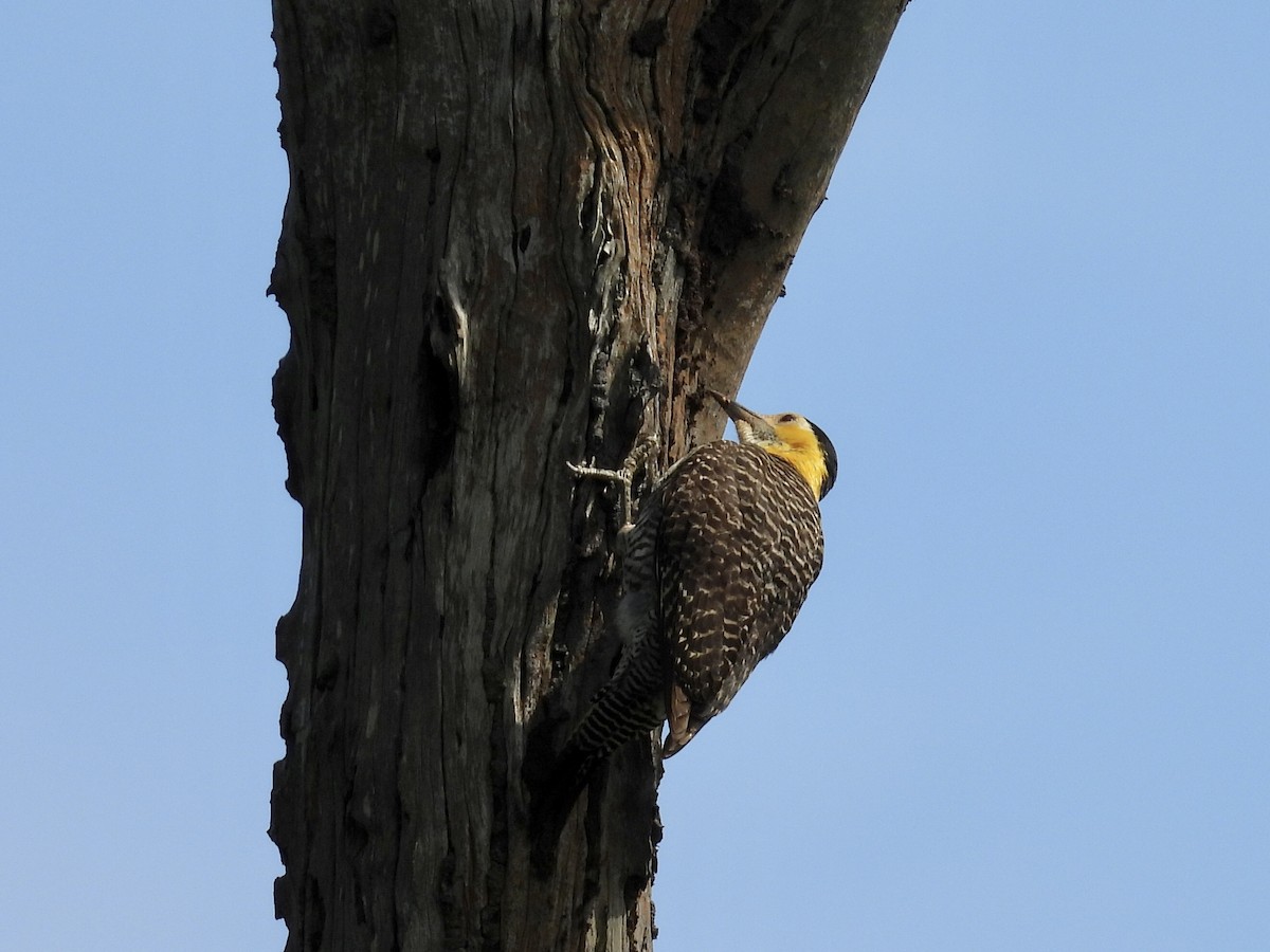 Campo Flicker (Field) - ML643109992