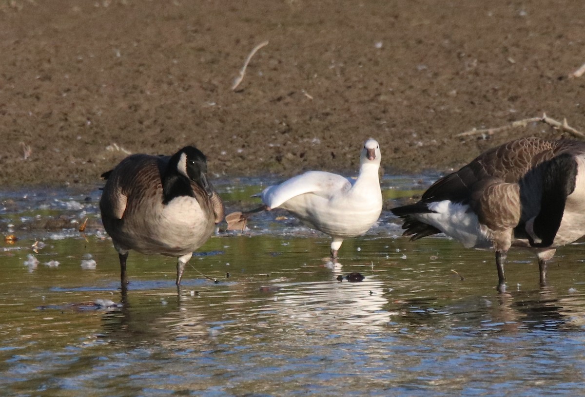 Ross's Goose - ML643110003