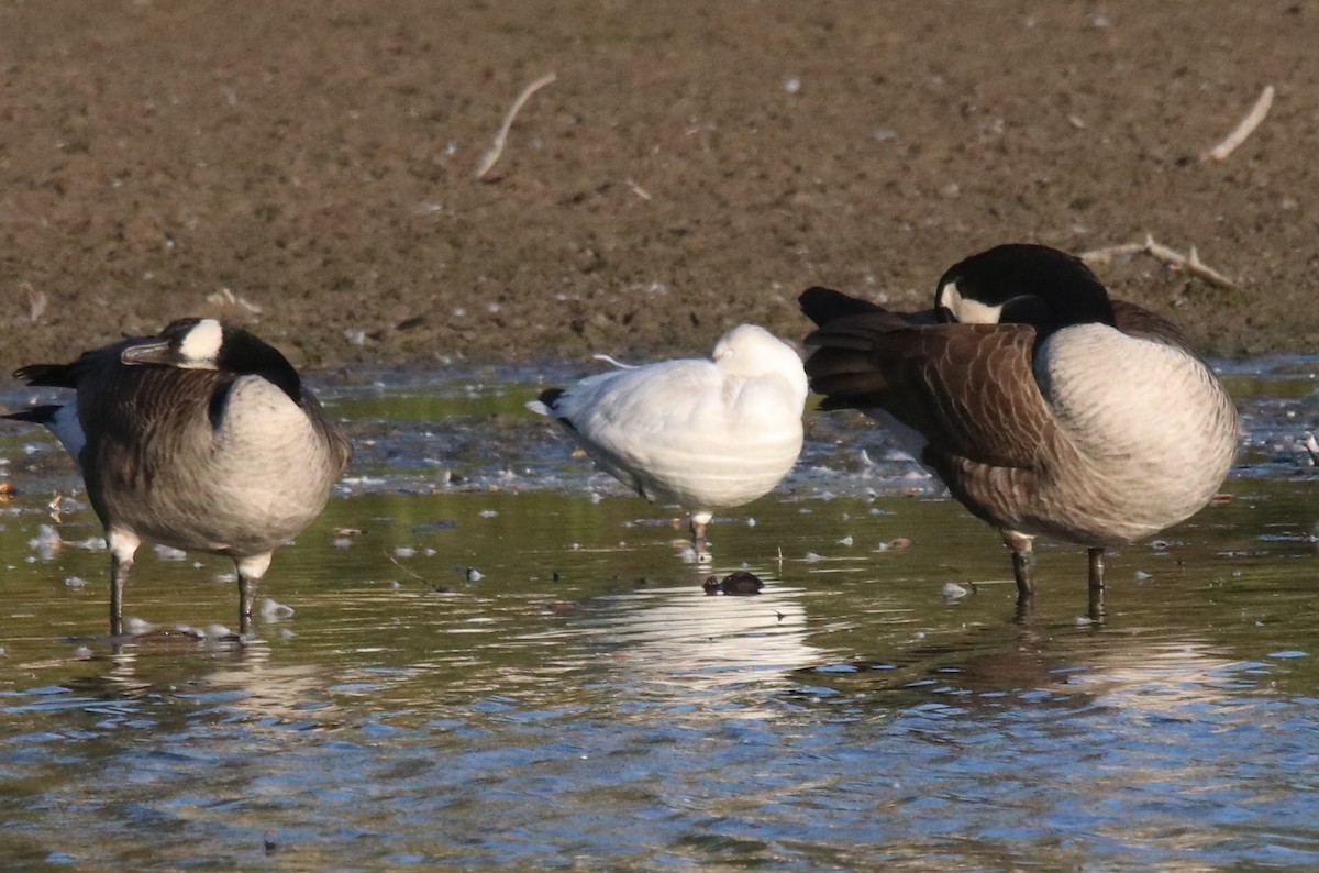 Ross's Goose - ML643110004