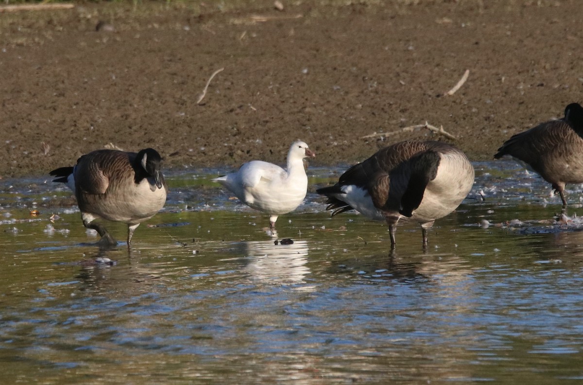 Ross's Goose - ML643110006