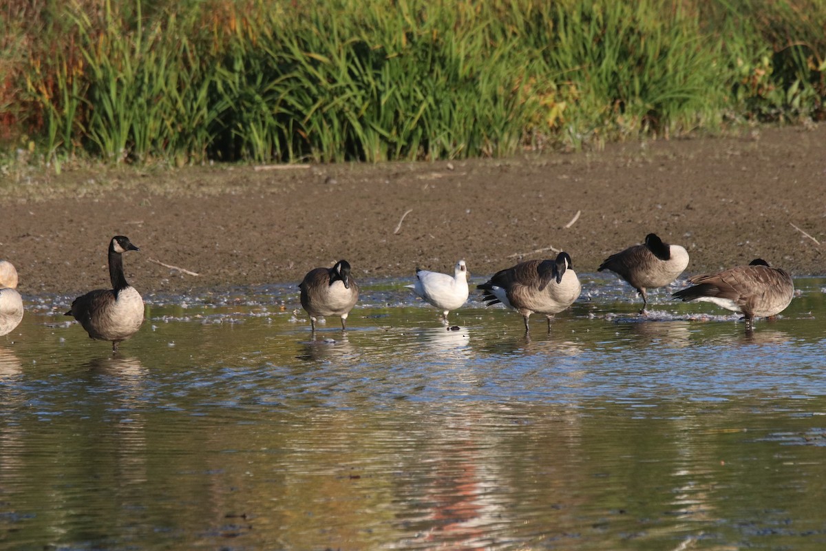 Ross's Goose - ML643110007
