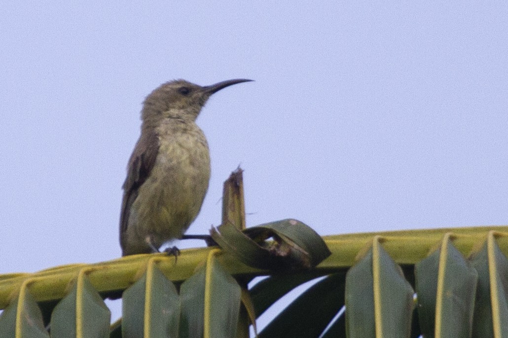 Copper Sunbird - ML643110017