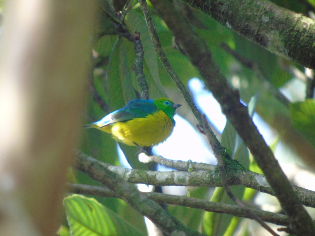 Blue-naped Chlorophonia - ML643110018