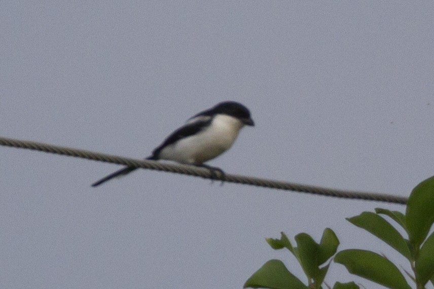 Northern Fiscal - ML643110032
