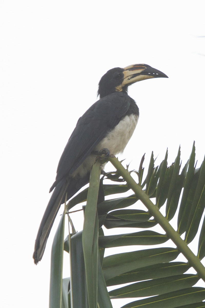 West African Pied Hornbill - ML643110033