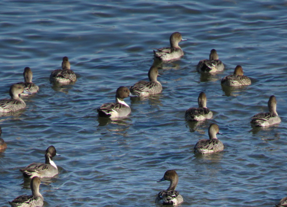 Northern Pintail - ML643110036