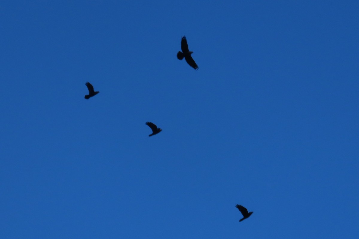Common Raven - ML643110037
