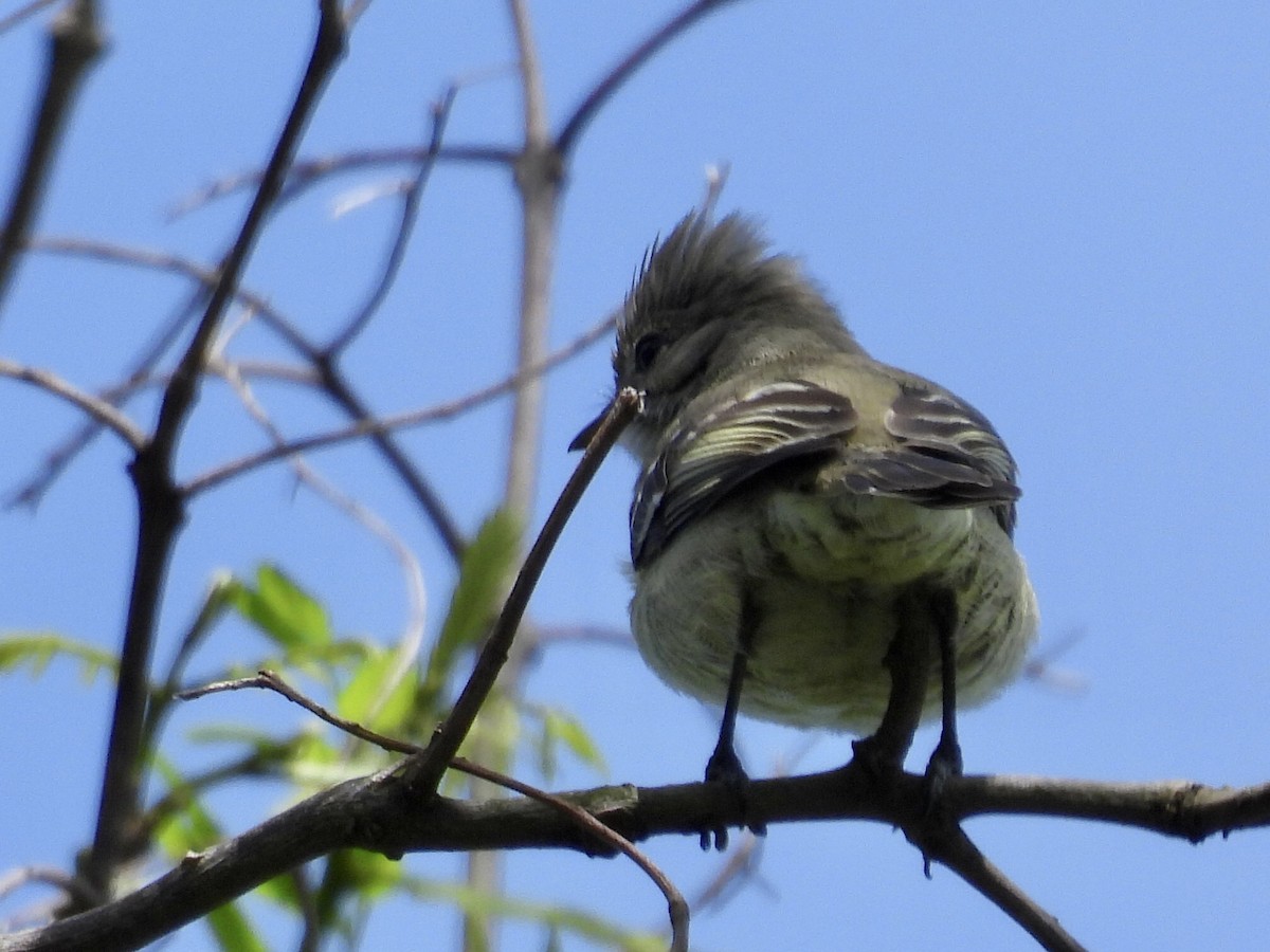 Yellow-bellied Elaenia - ML643110042