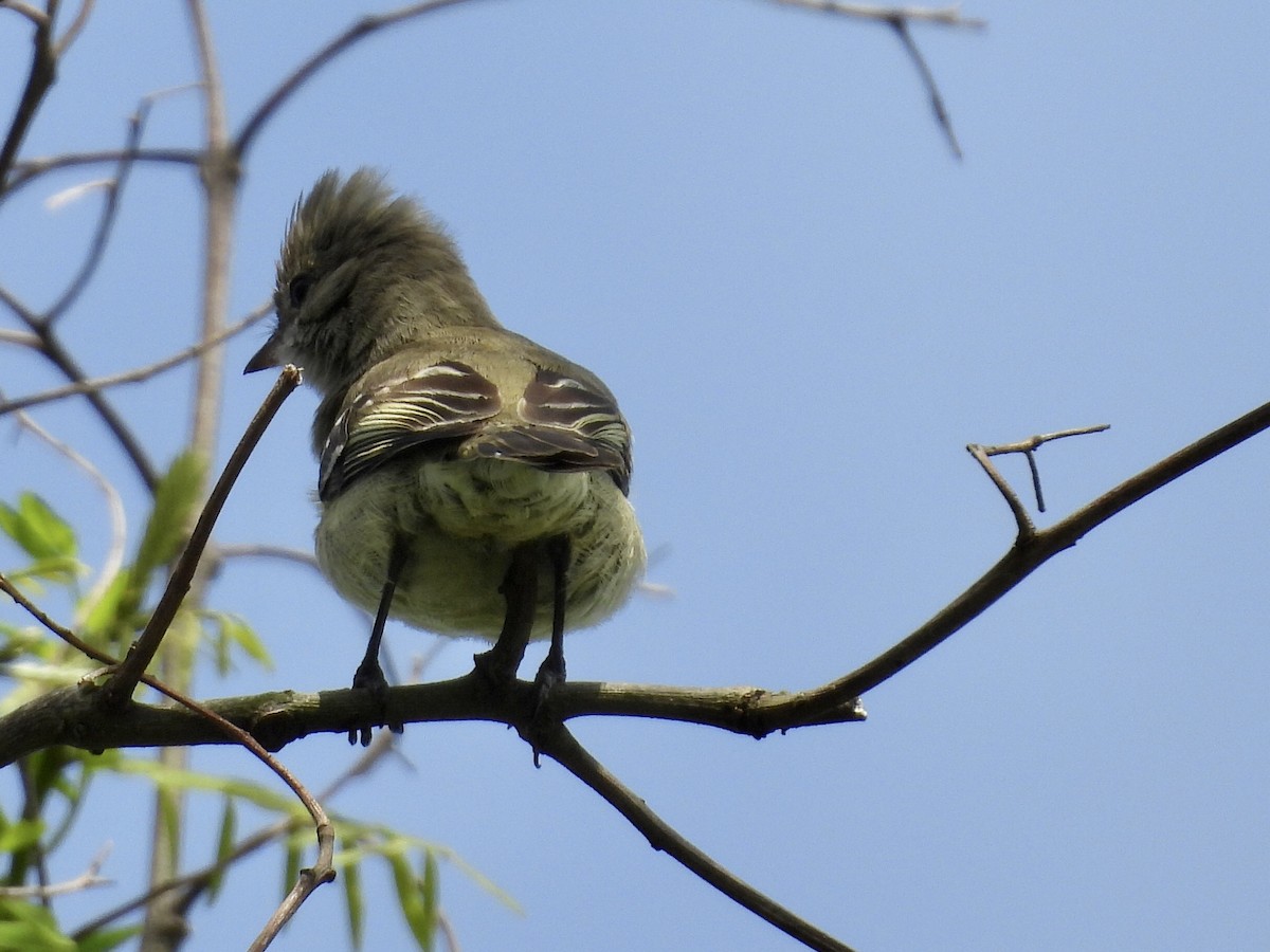 Yellow-bellied Elaenia - ML643110043
