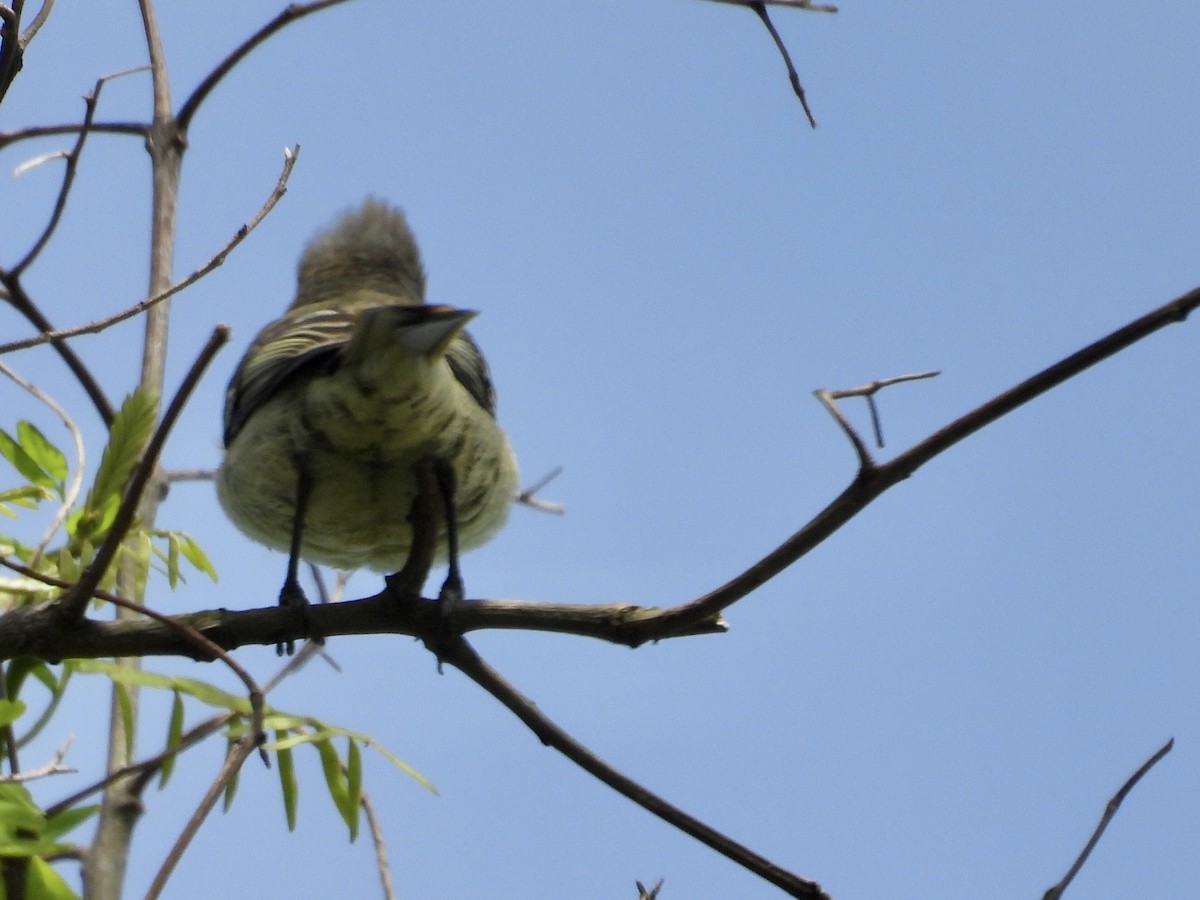 Yellow-bellied Elaenia - ML643110044