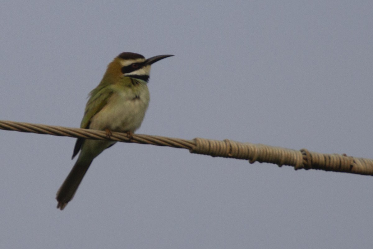 White-throated Bee-eater - ML643110045