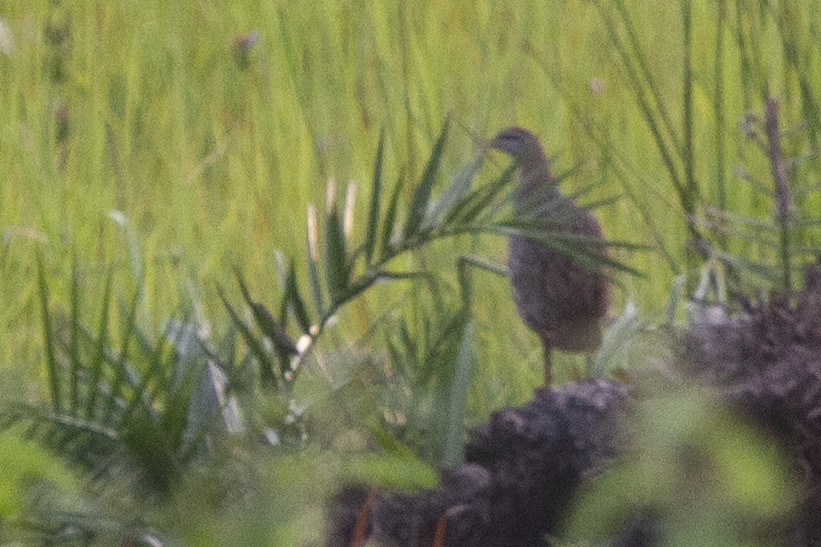 Double-spurred Spurfowl - ML643110048